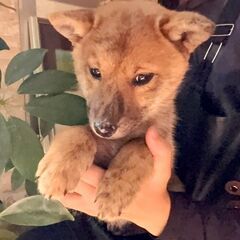 ３匹兄妹で元気いっぱいの『ちぃ』ちゃん