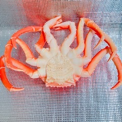 【新品】 カニ BIG ソフビフィギュアの画像