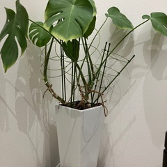 モンステラ　観葉植物の画像