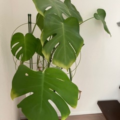 モンステラ　観葉植物の画像