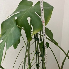 モンステラ　観葉植物の画像