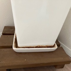 モンステラ　観葉植物の画像