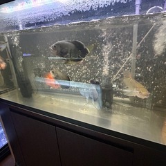 熱帯魚販売の画像