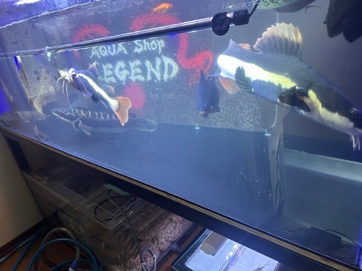 熱帯魚販売