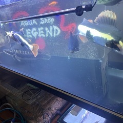 熱帯魚販売の画像