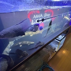 熱帯魚販売の画像