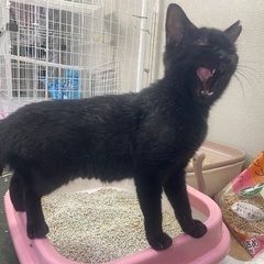 小さくてかわいい黒ちゃん♀