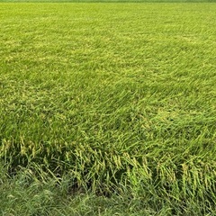 玄米10キロ　恋の予感　令和7年産　農家直送の画像