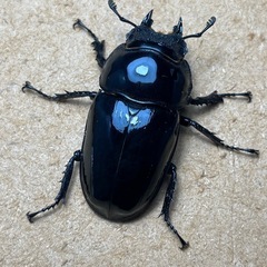 ⑸タランドゥスペア値下げ‼️の画像