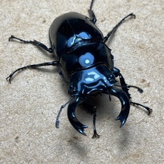 ⑸タランドゥスペア値下げ‼️の画像