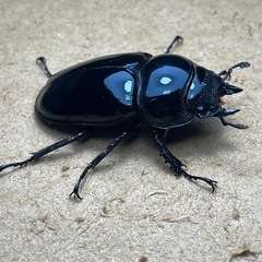 ⑹タランドゥスペア特価‼️　の画像