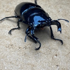 ⑹タランドゥスペア特価‼️　の画像