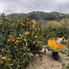 🐶 南房総でワンちゃんとみかん狩り🍊12月20日（土）の画像