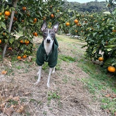 🐶 南房総でワンちゃんとみかん狩り🍊12月20日（土）の画像