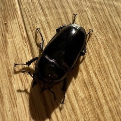 レギウスオオツヤクワガタの画像
