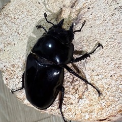 レギウスオオツヤクワガタの画像