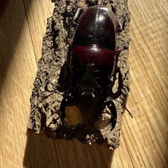 レギウスオオツヤクワガタの画像