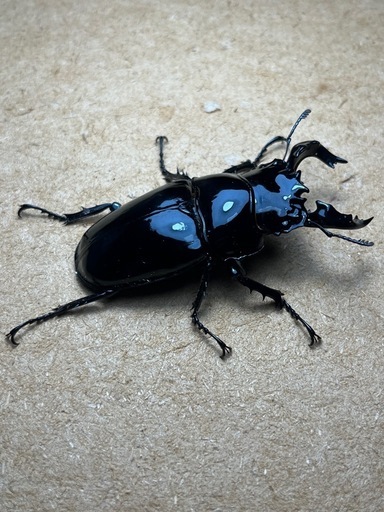 注文 ⑺タランドゥスペア値下げしました‼️ 最終値下げ タランドゥス