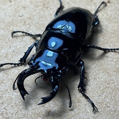 ⑺タランドゥスペア値下げしました‼️の画像