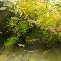 熱帯魚 グッピー雑種【2025_12_B】の画像