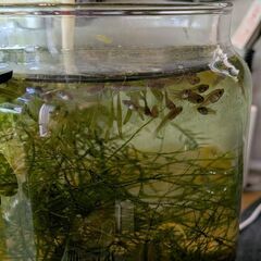 熱帯魚 グッピー雑種【2025_12_B】の画像