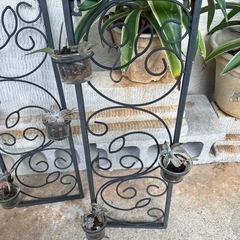 多肉植物の画像