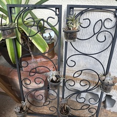 多肉植物の画像