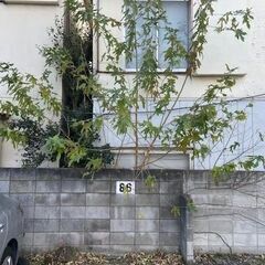 【25年末〜26年始可】葛飾区柴又の戸建の木の伐採の画像