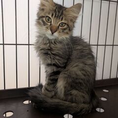長毛⭐️男の子