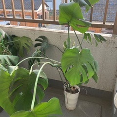 モンステラの画像