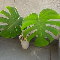 モンステラの画像