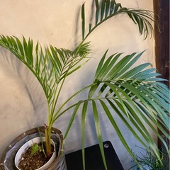 13.14日優先　アレカヤシの画像