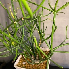 ミルクブッシュの画像