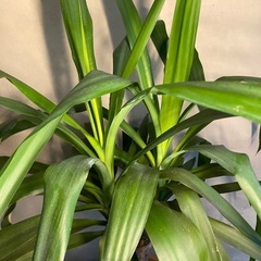 13.14日優先　ドラセナ　ユッカの画像