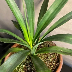 13.14日優先　ドラセナ　ユッカ　鉢植えの画像
