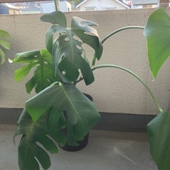 モンステラの画像