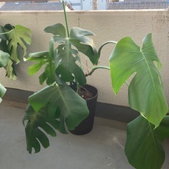 モンステラの画像