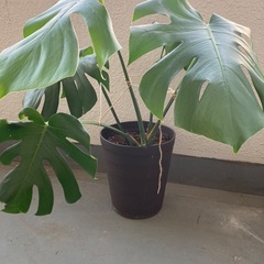 モンステラの画像