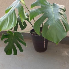 モンステラの画像