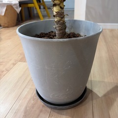 【取引中】観葉植物|ユッカエレファンティペス|青年の木の画像