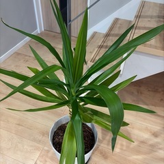 【取引中】観葉植物|ユッカエレファンティペス|青年の木の画像