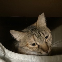 急募　新聞紙を譲って頂ける方