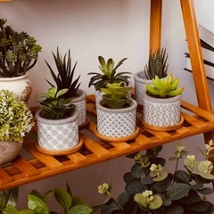 【新品未使用品】ポット　2号鉢　6点セット　多肉植物　サボテン　セメント　受け皿付の画像