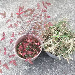 「黄桃の缶詰４個＋きび砂糖＋南天＋笹の鉢植え」あげます☆の画像