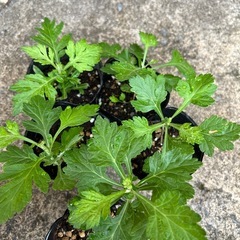 よもぎ(ふーちばー)  苗
の画像