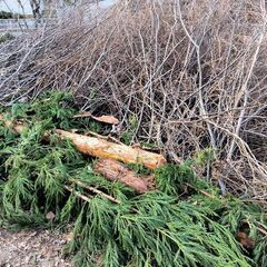 【安曇野市明科】ケヤキの枝  軽トラック満載でどうぞの画像