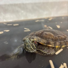 ミシシッピアカミミガメ