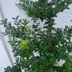 柊　ヒイラギ　　ひいらぎ　　鉢植え　約120 cmの画像