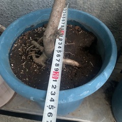 柊　ヒイラギ　　ひいらぎ　　鉢植え　約120 cmの画像