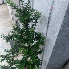 柊　ヒイラギ　　ひいらぎ　　鉢植え　約120 cmの画像